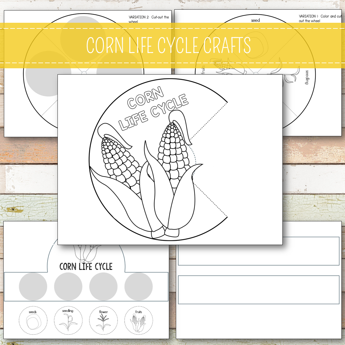 Corn Life Cycle - Montessori Inspired