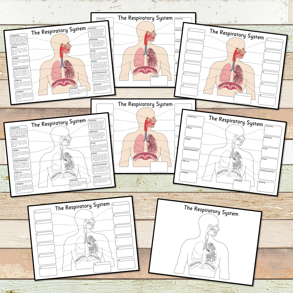 Respiratory System Diagram -  Big Foldable Activities
