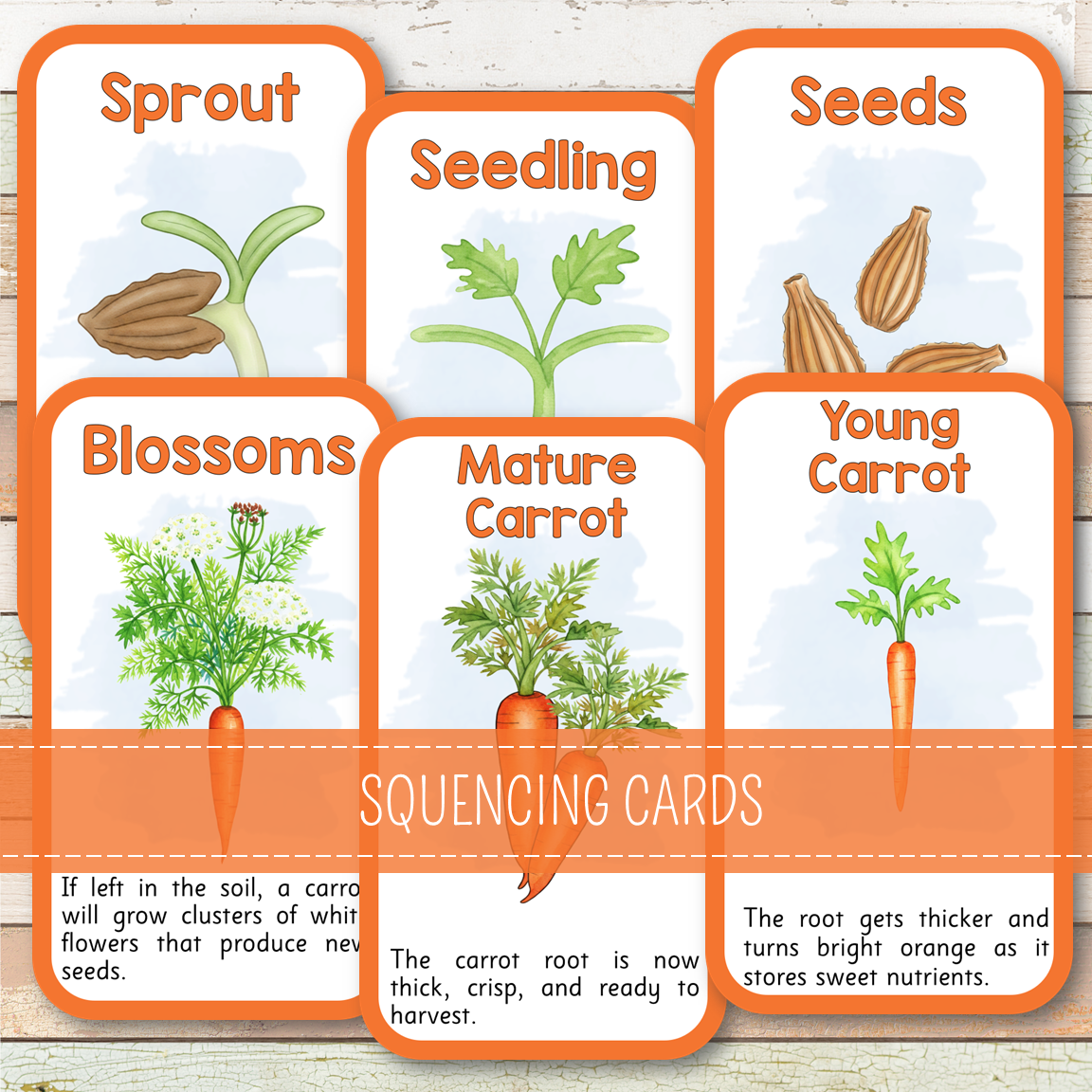 Carrot Life Cycle - Montessori Inspired