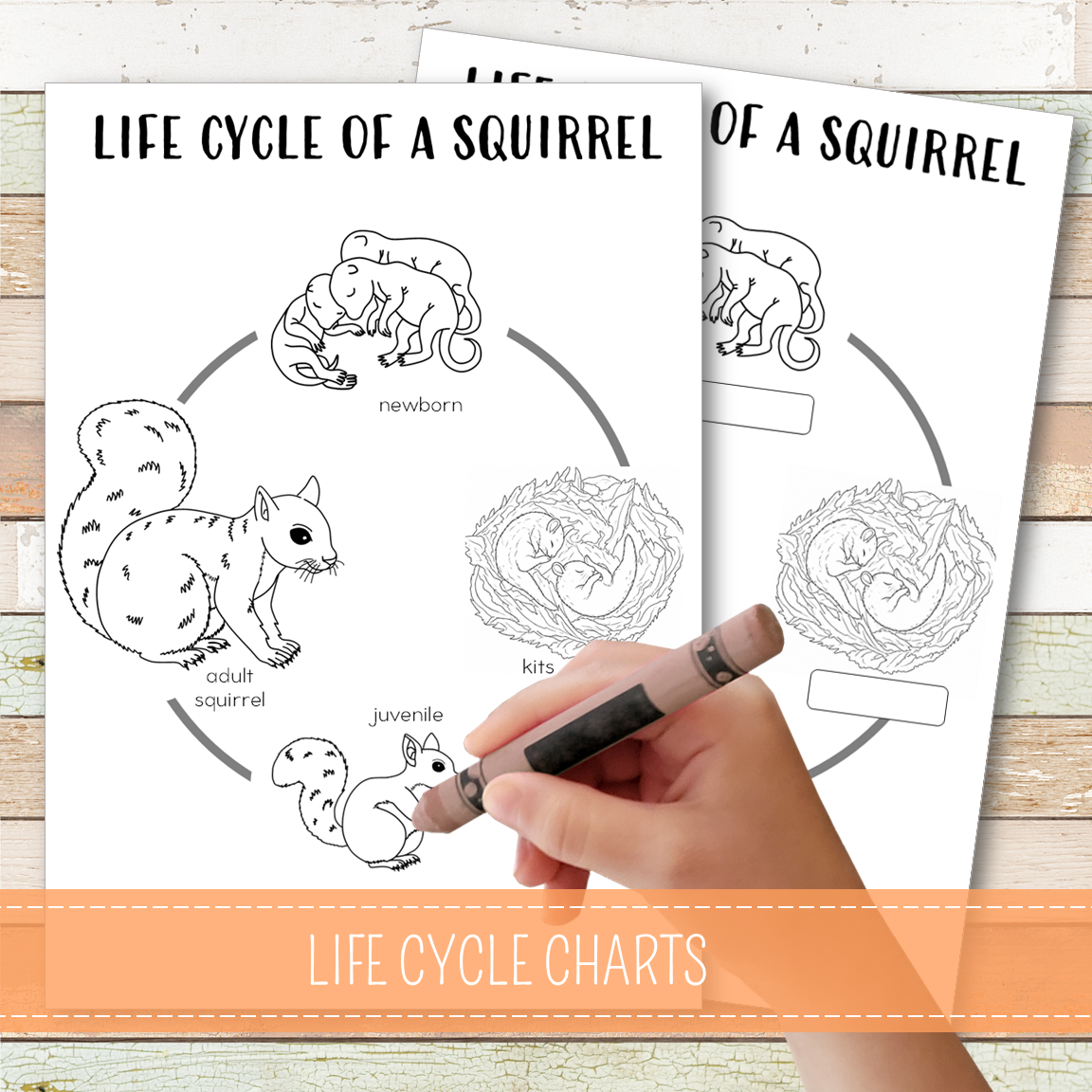 Squirrel Life Cycle Montessori Inspired