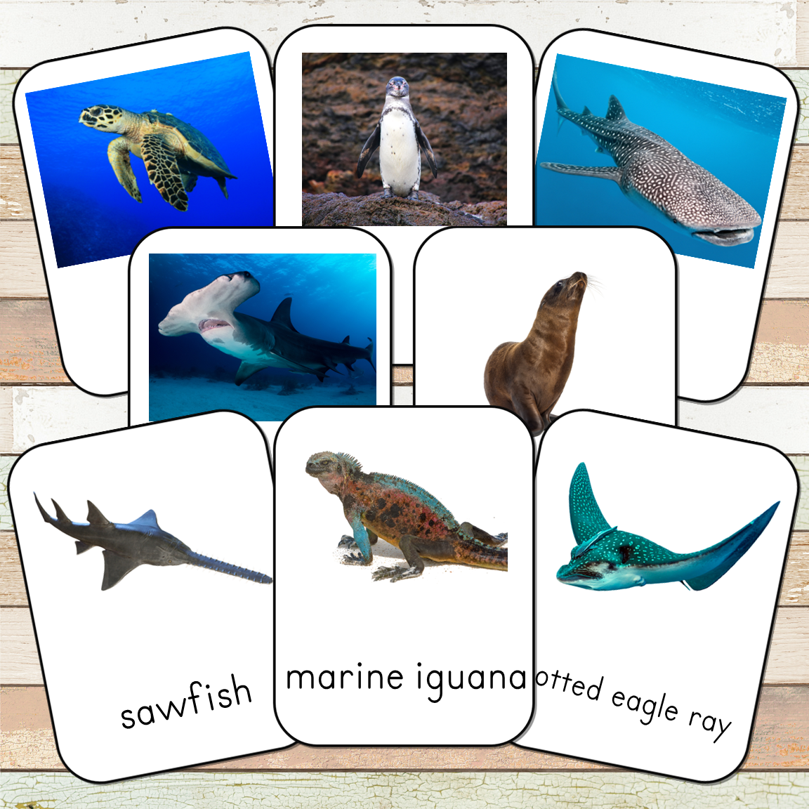 Montessori Endangered Marine Species Toob 3 Part Cards [EDITABLE]