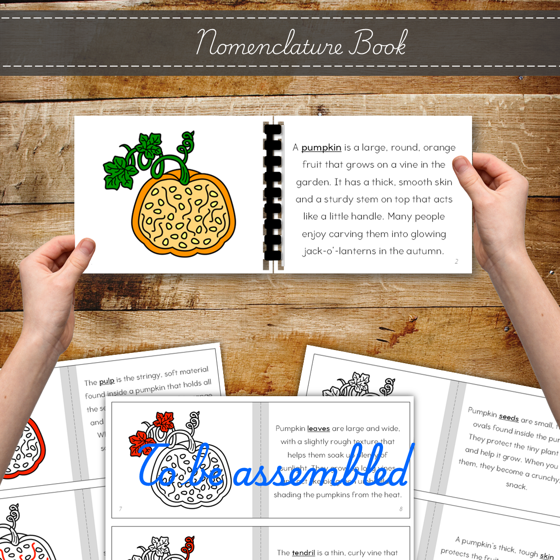 Parts of a Pumpkin - Montessori Inspired