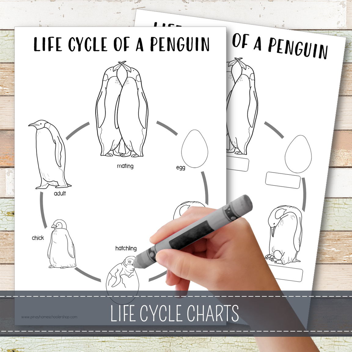 Penguin Life Cycle - Montessori Inspired