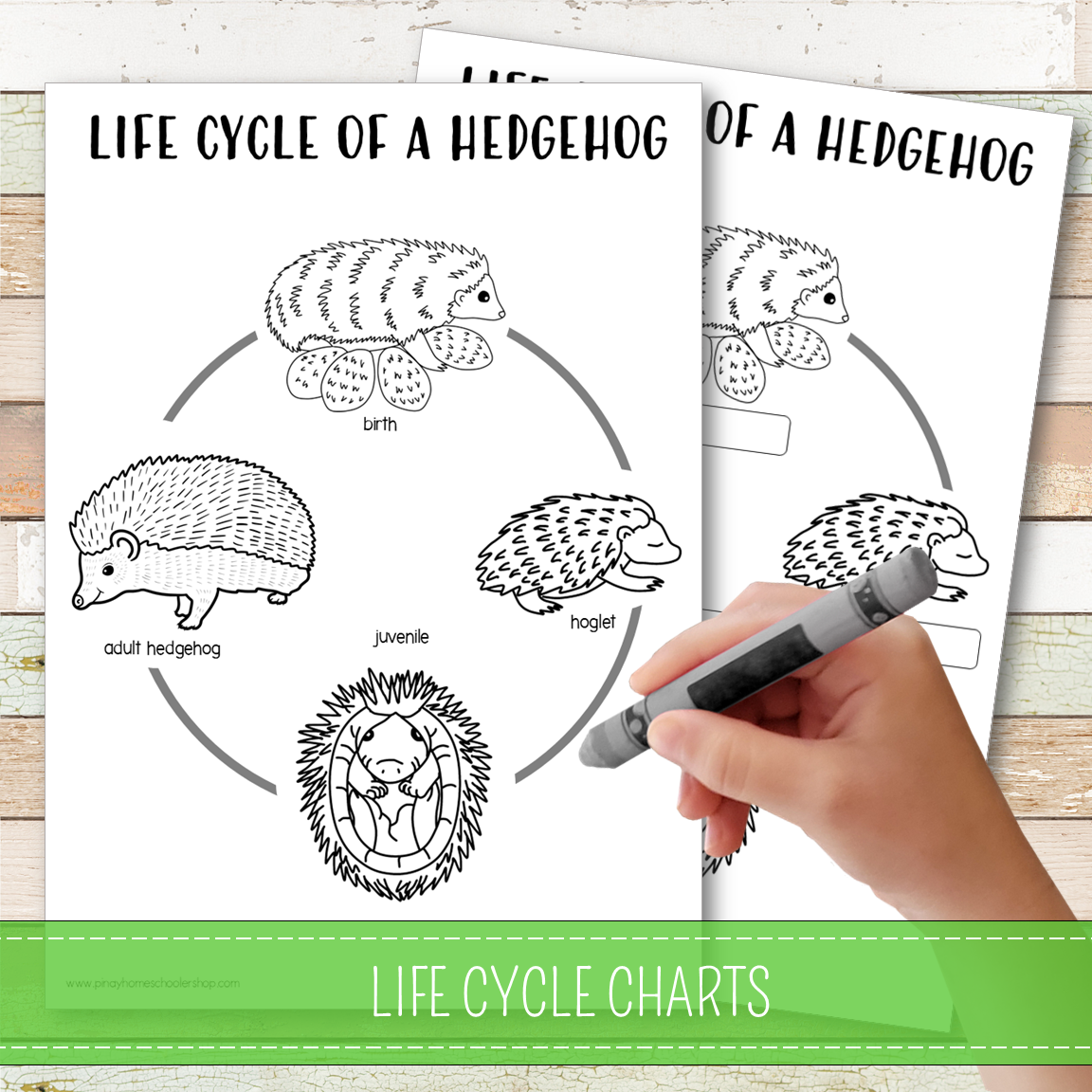 Hedgehog Life Cycle Montessori Inspired