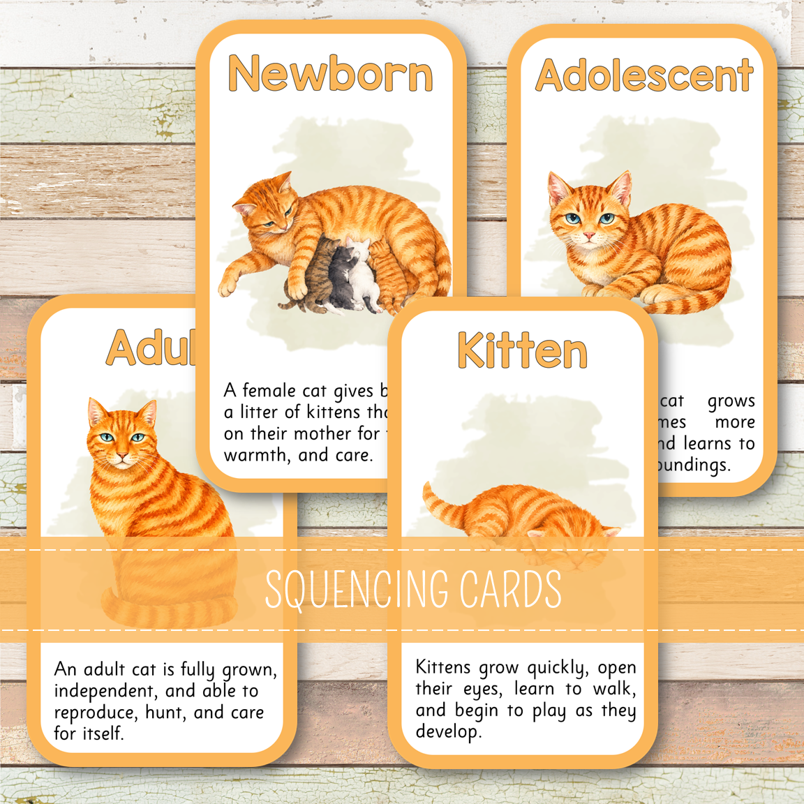 Cat Life Cycle - Montessori Inspired