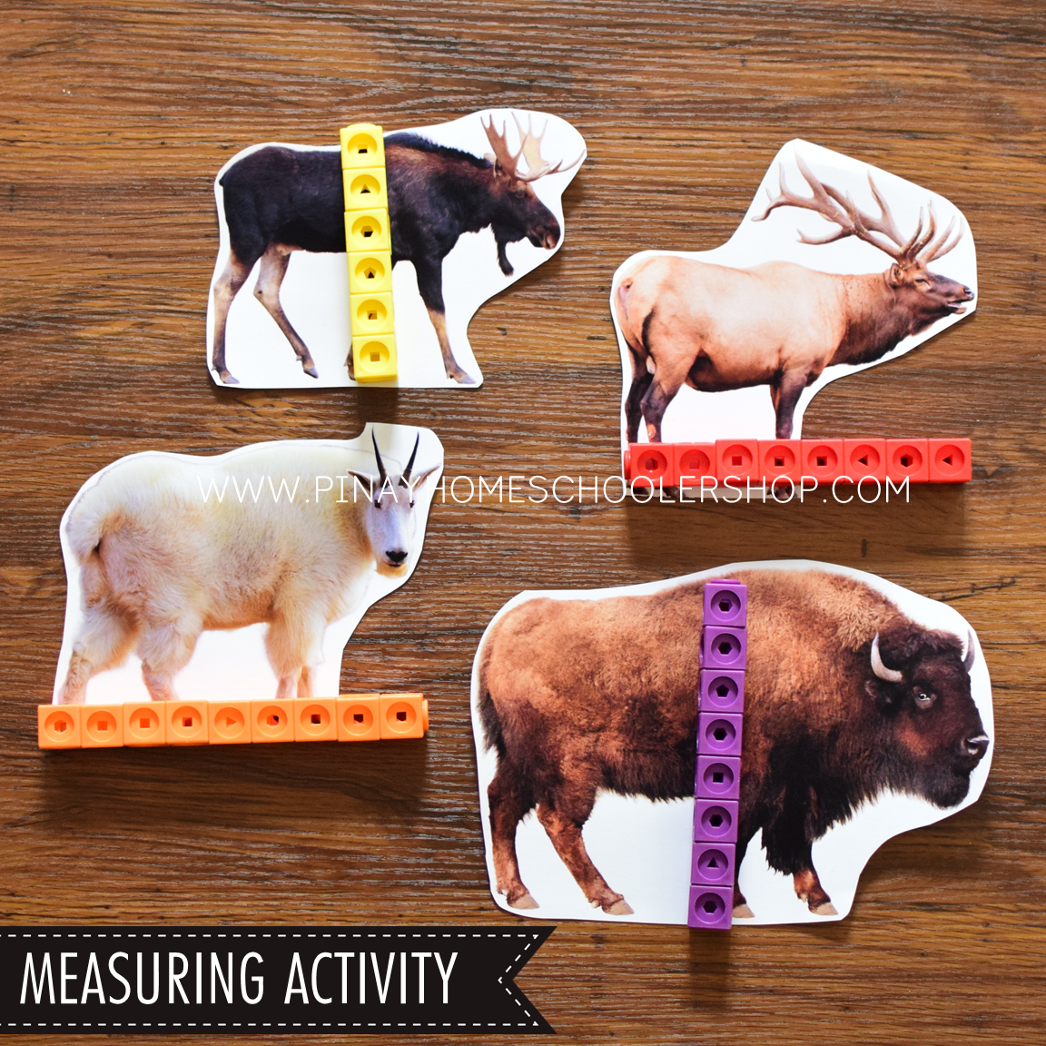 North America Toob Activity Pack - Safari Toob