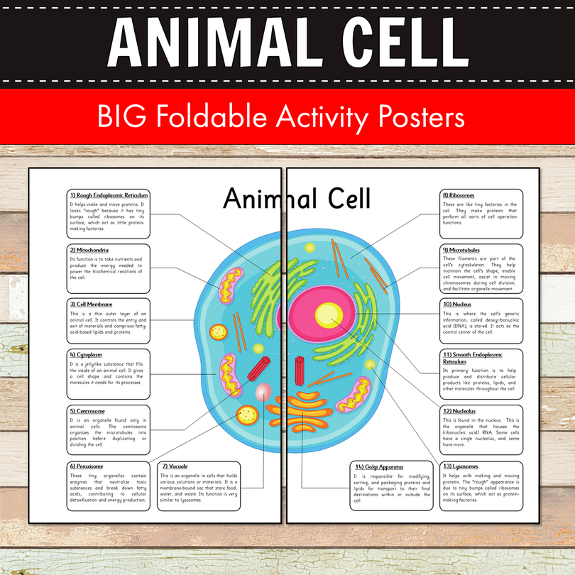 Animal Cell BIG Foldable Activity Posters – Pinay Homeschooler Shop