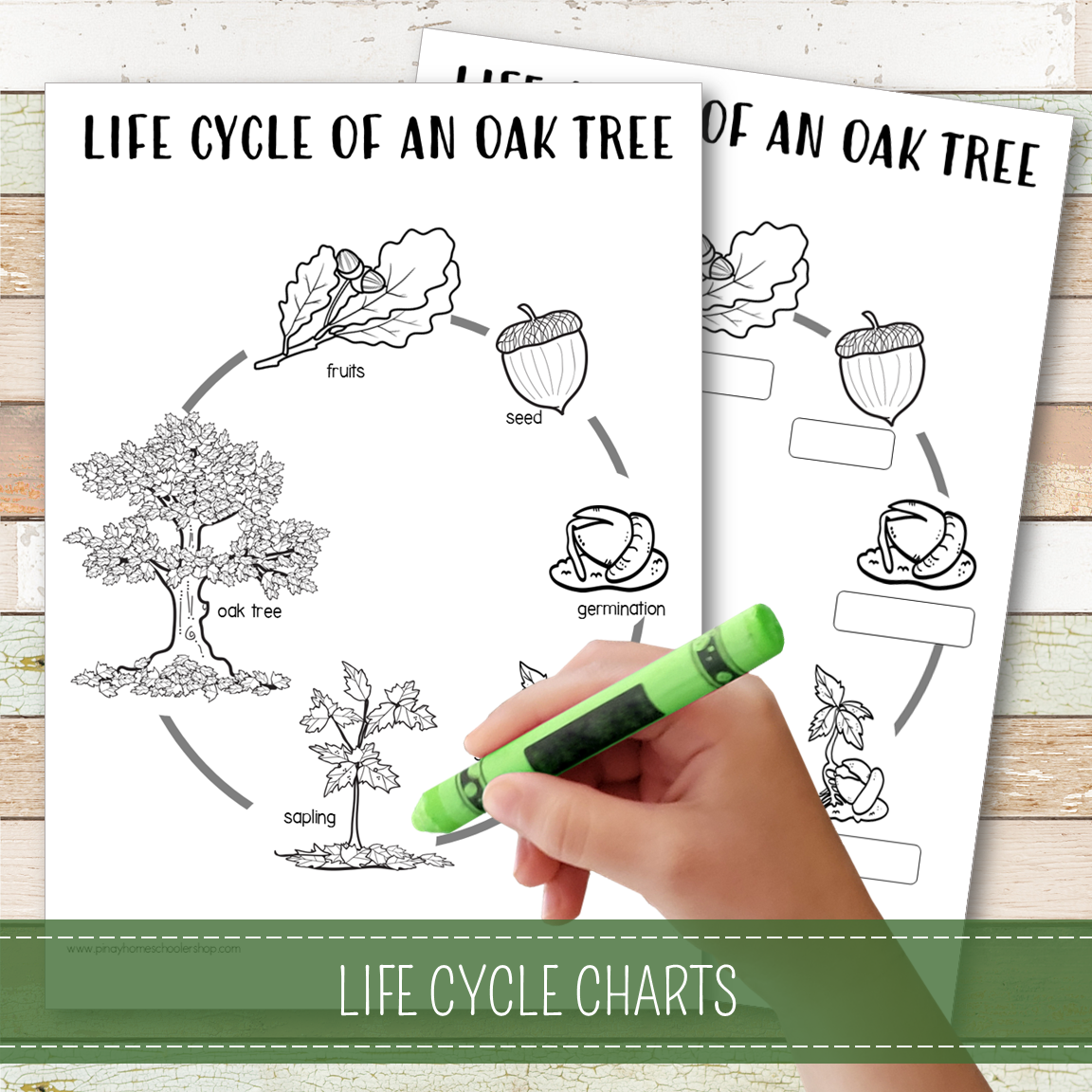 Oak Tree Life Cycle Montessori Inspired