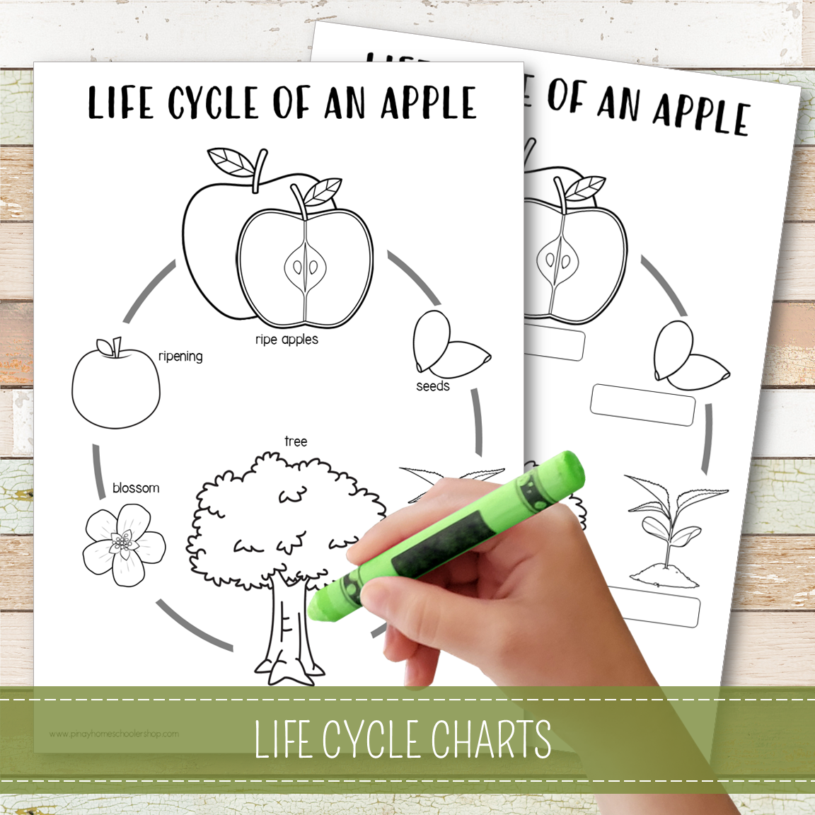 Apple Life Cycle Montessori Inspired