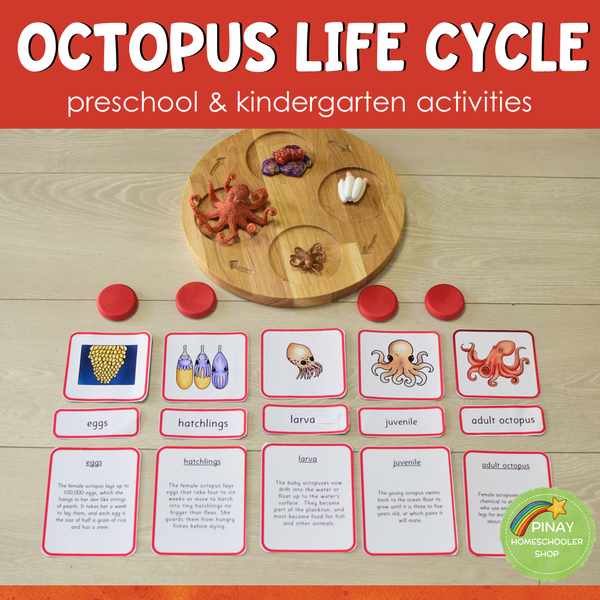 Octopus Life Cycle - Preschool & Kindergarten Science Centers