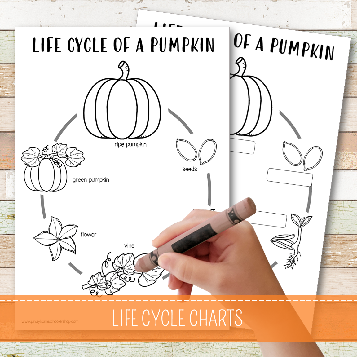 Pumpkin Life Cycle Set - Preschool & Kindergarten
