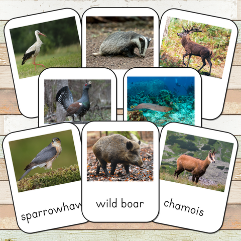 Montessori European Animals Toob 3 Part Cards