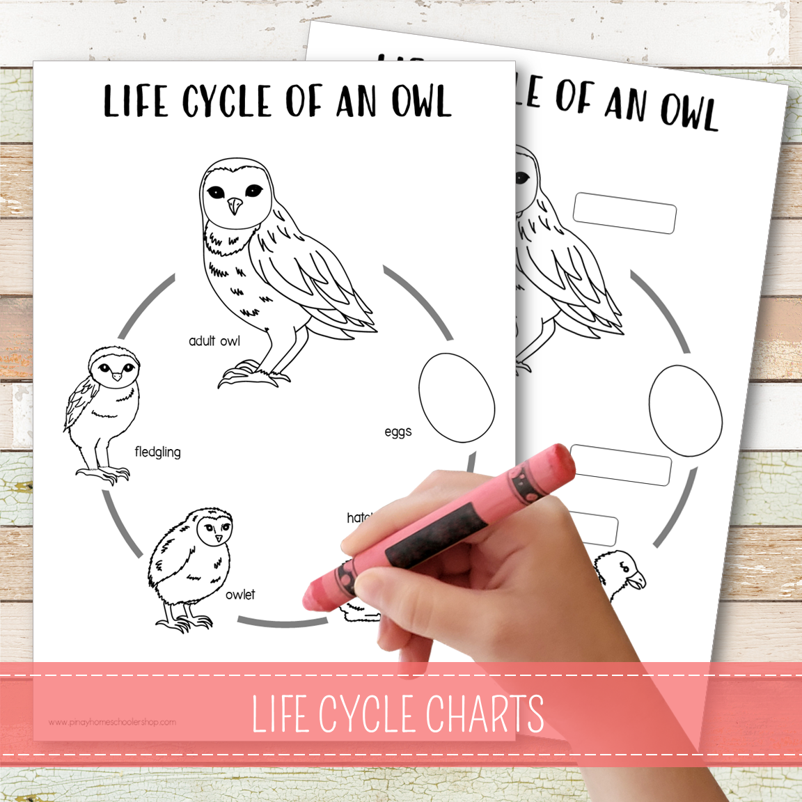 Owl Life Cycle Montessori Inspired