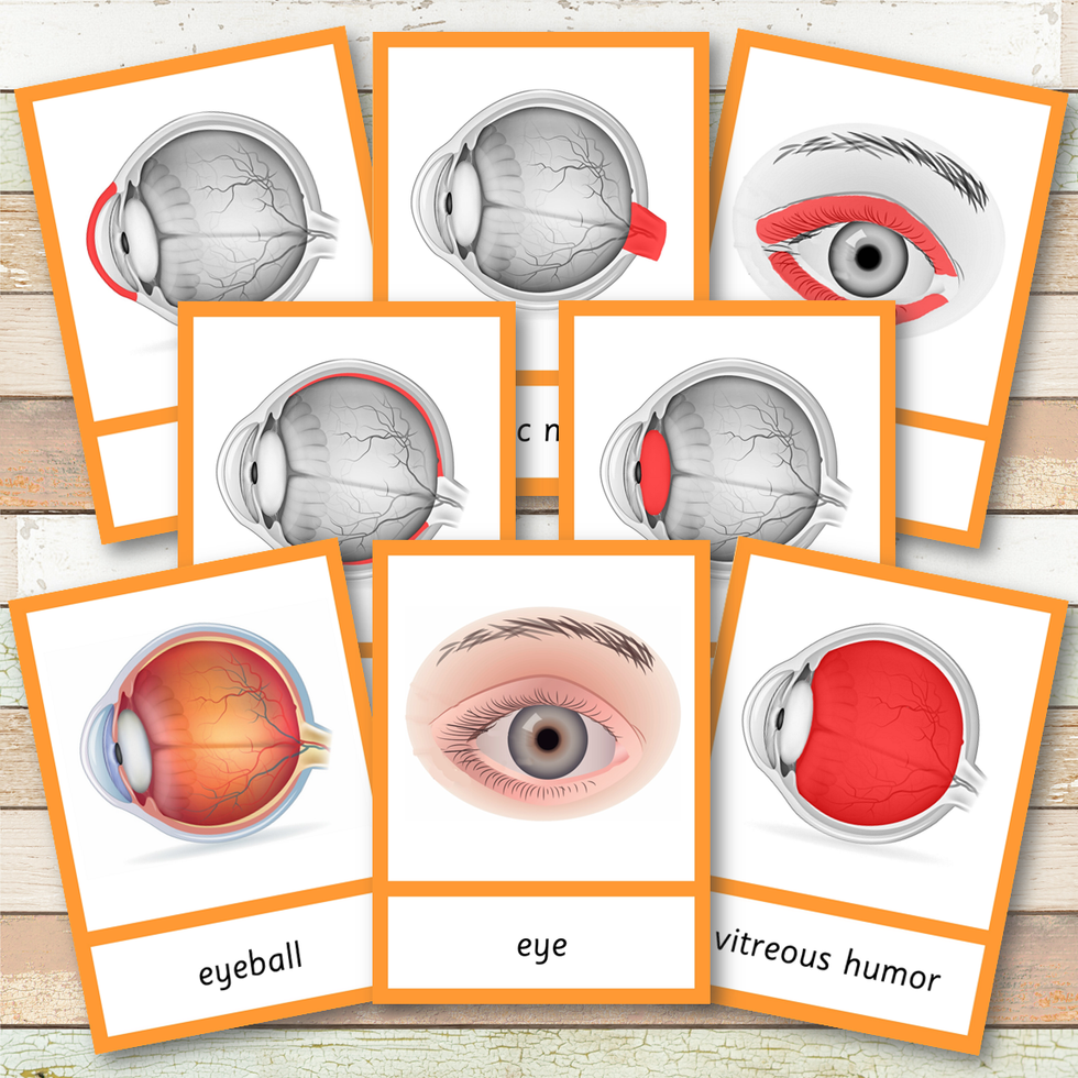 Parts of a Human Eye Montessori 3 Part Cards | 4 Part Cards – Pinay ...