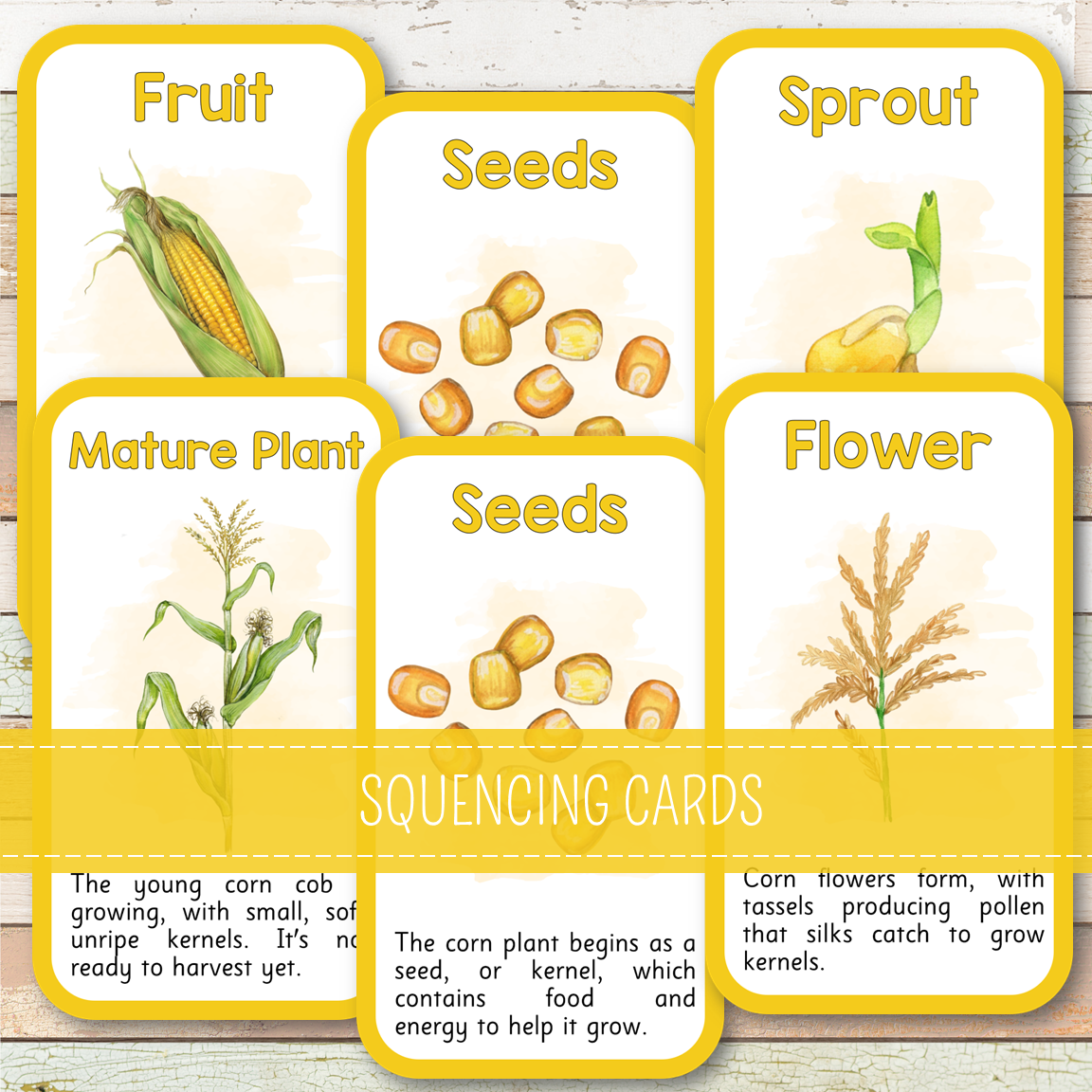 Corn Life Cycle - Montessori Inspired