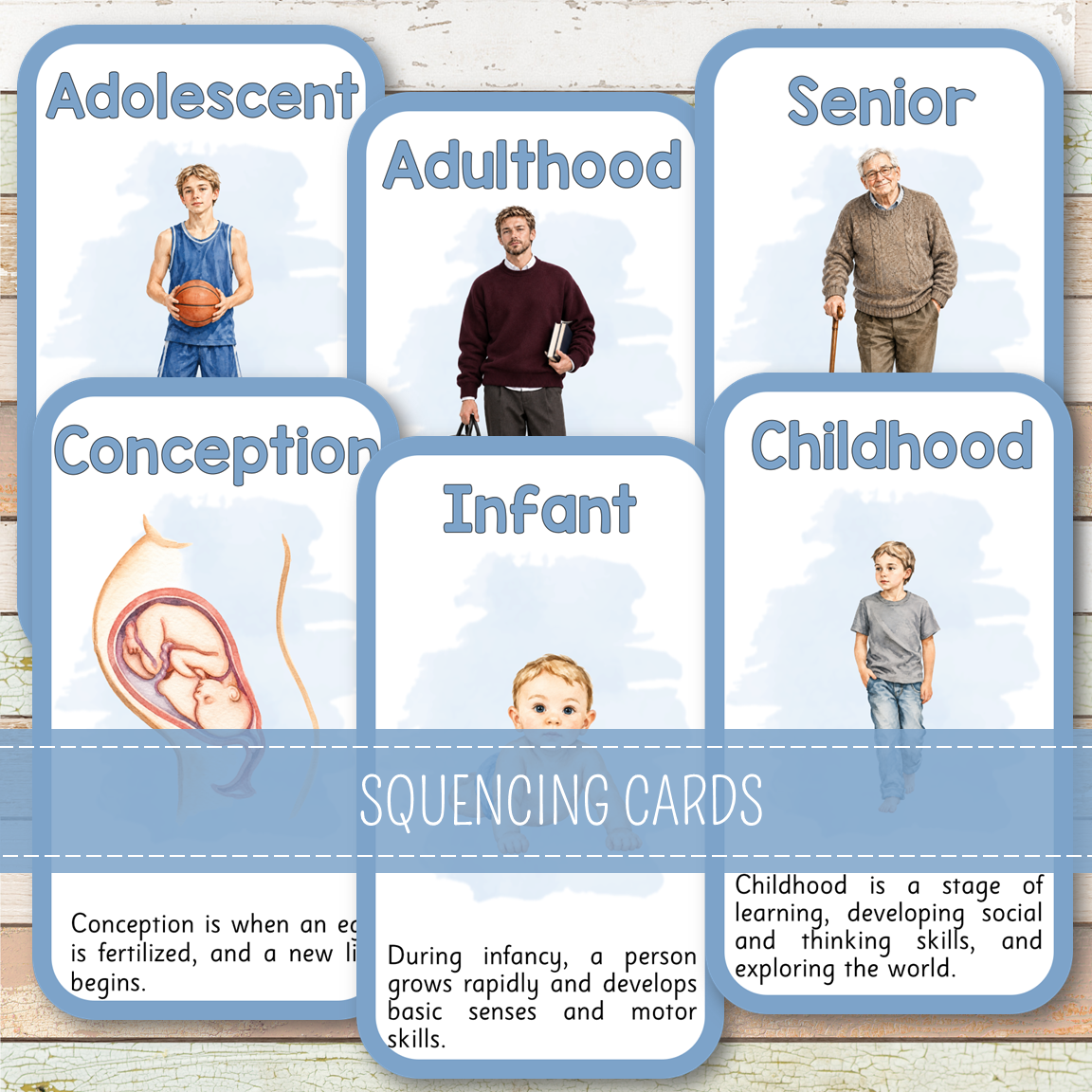 Human Male Life Cycle - Montessori Inspired
