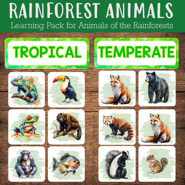 Rainforest Learning BUNDLE