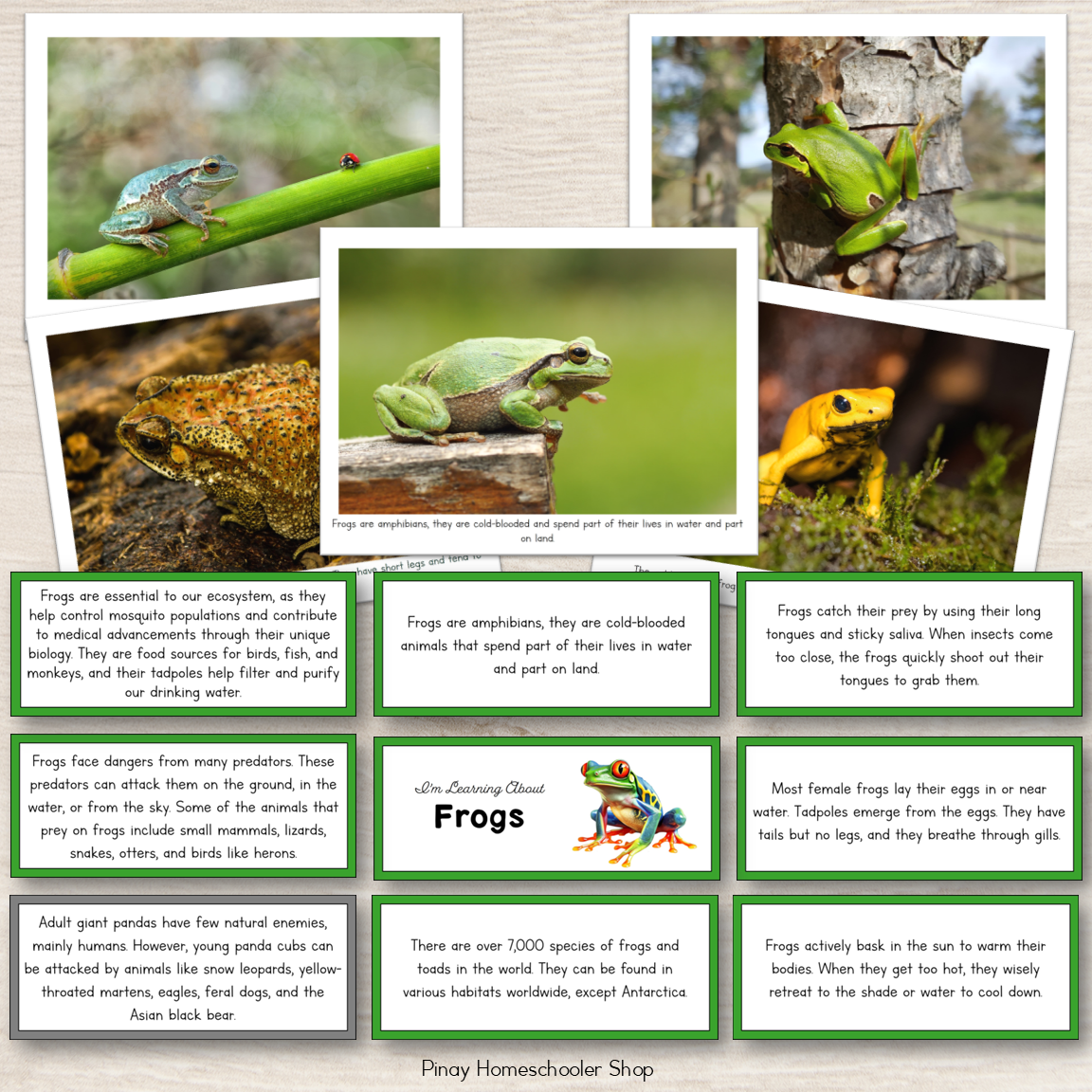 Learning About Frogs - Fact Cards and Photos