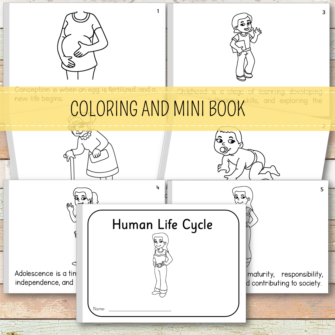Human Female Life Cycle - Montessori Inspired