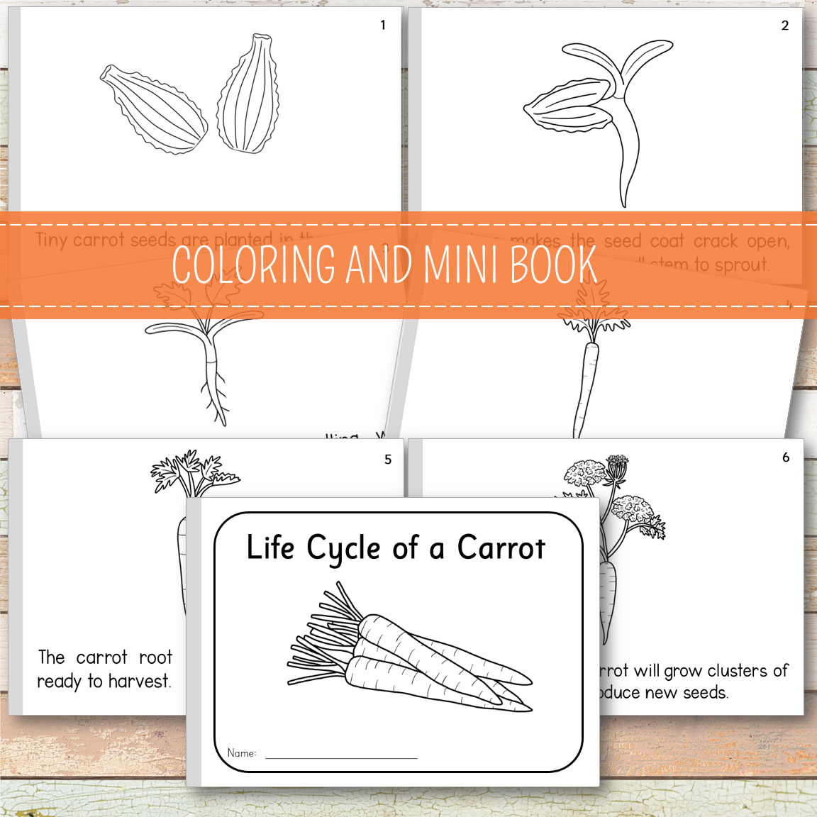 Carrot Life Cycle - Montessori Inspired