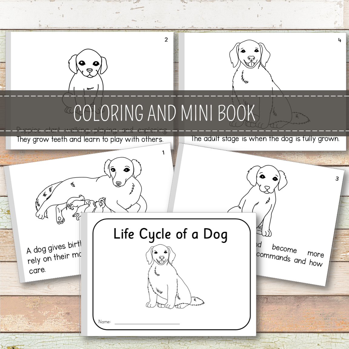 Dog Life Cycle - Montessori Inspired