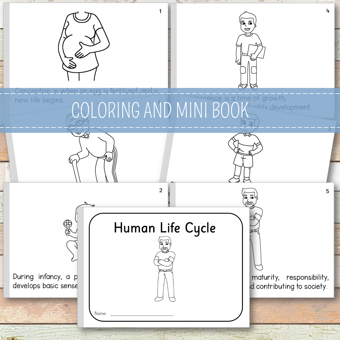 Human Male Life Cycle - Montessori Inspired