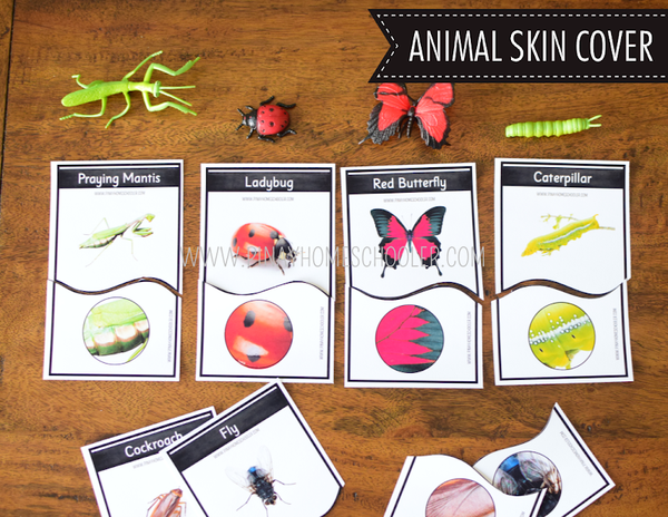 Safari Toob Insect Preschool Kindergarten Learning Pack