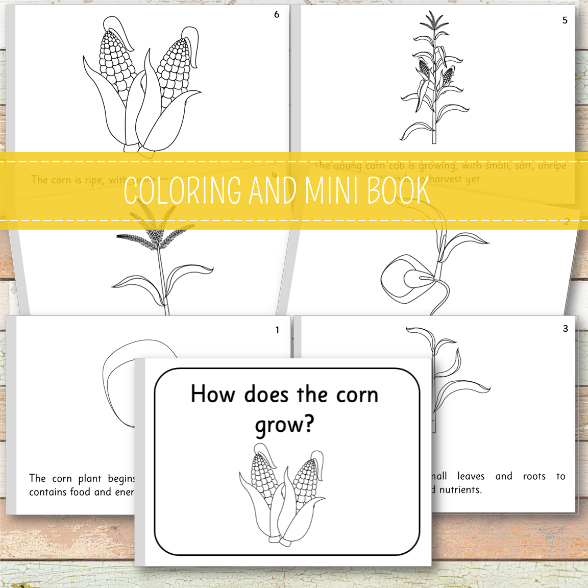 Corn Life Cycle - Montessori Inspired