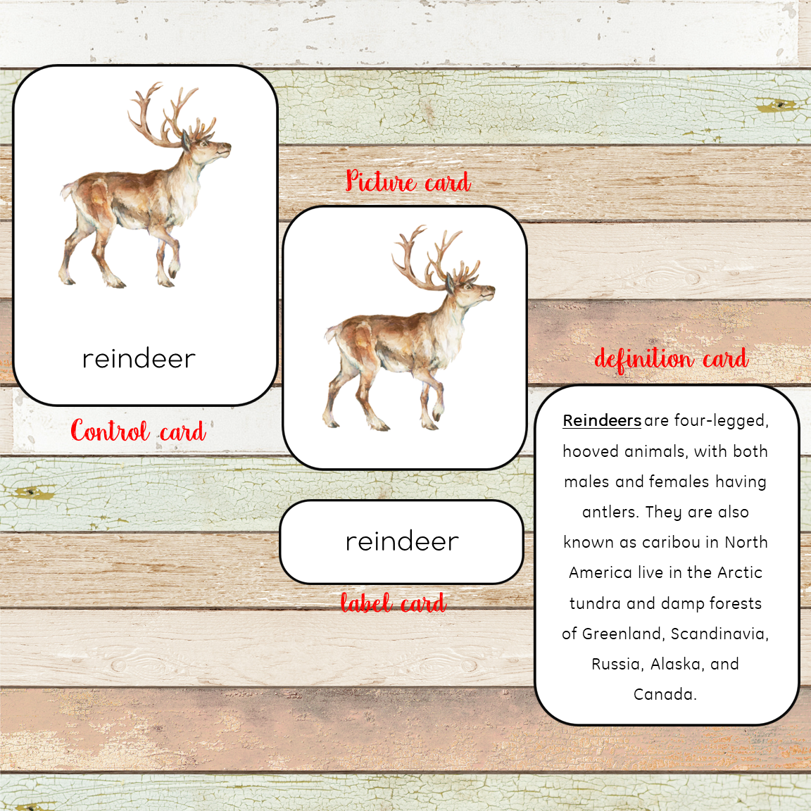 Montessori Parts of a Reindeer Learning Pack