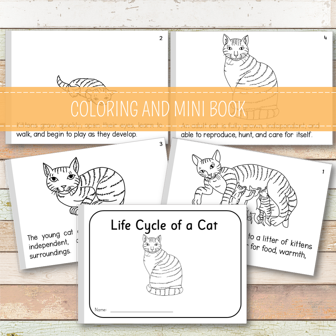 Cat Life Cycle - Montessori Inspired