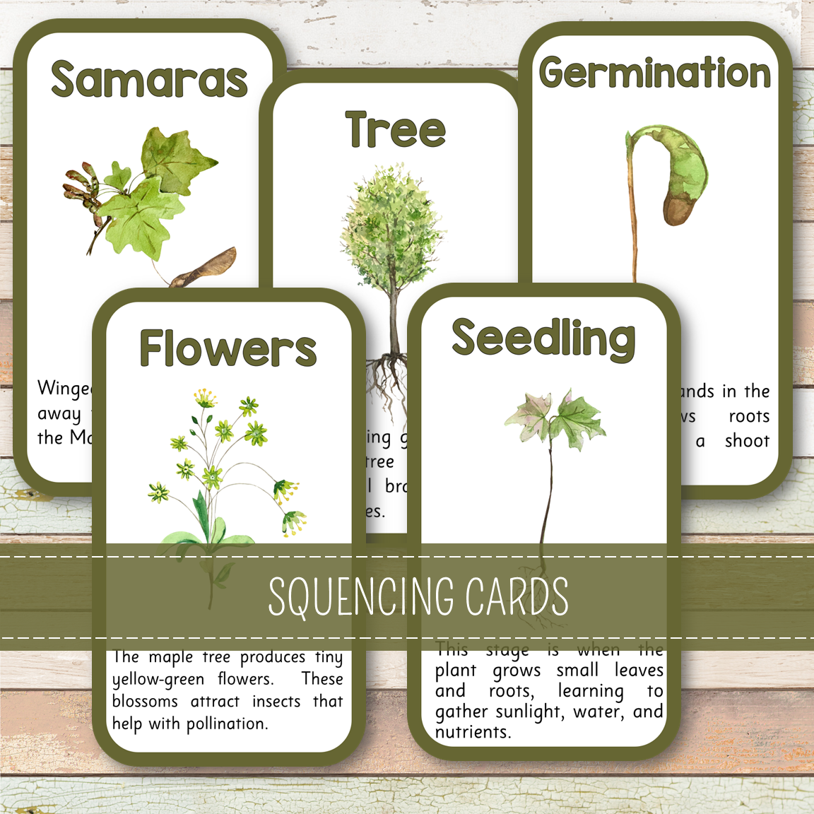 Maple Tree Life Cycle - Montessori Inspired