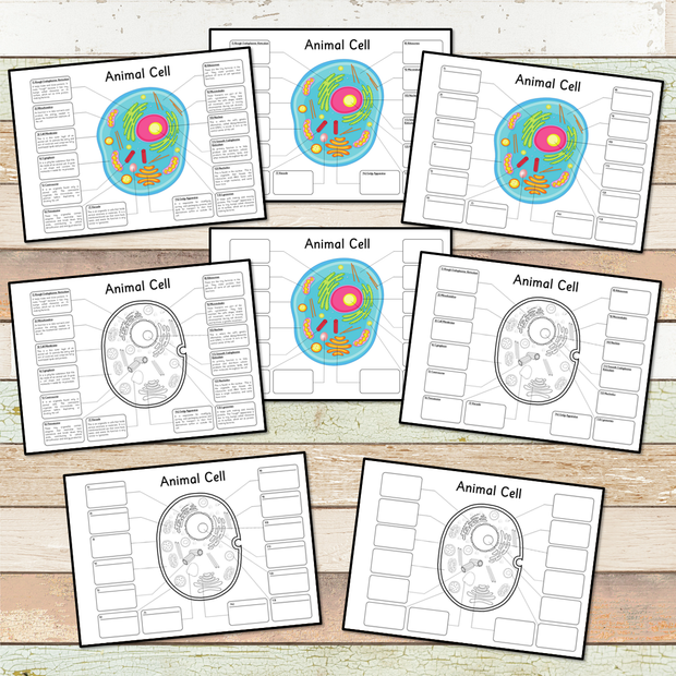 Animal Cell BIG Foldable Activity Posters – Pinay Homeschooler Shop