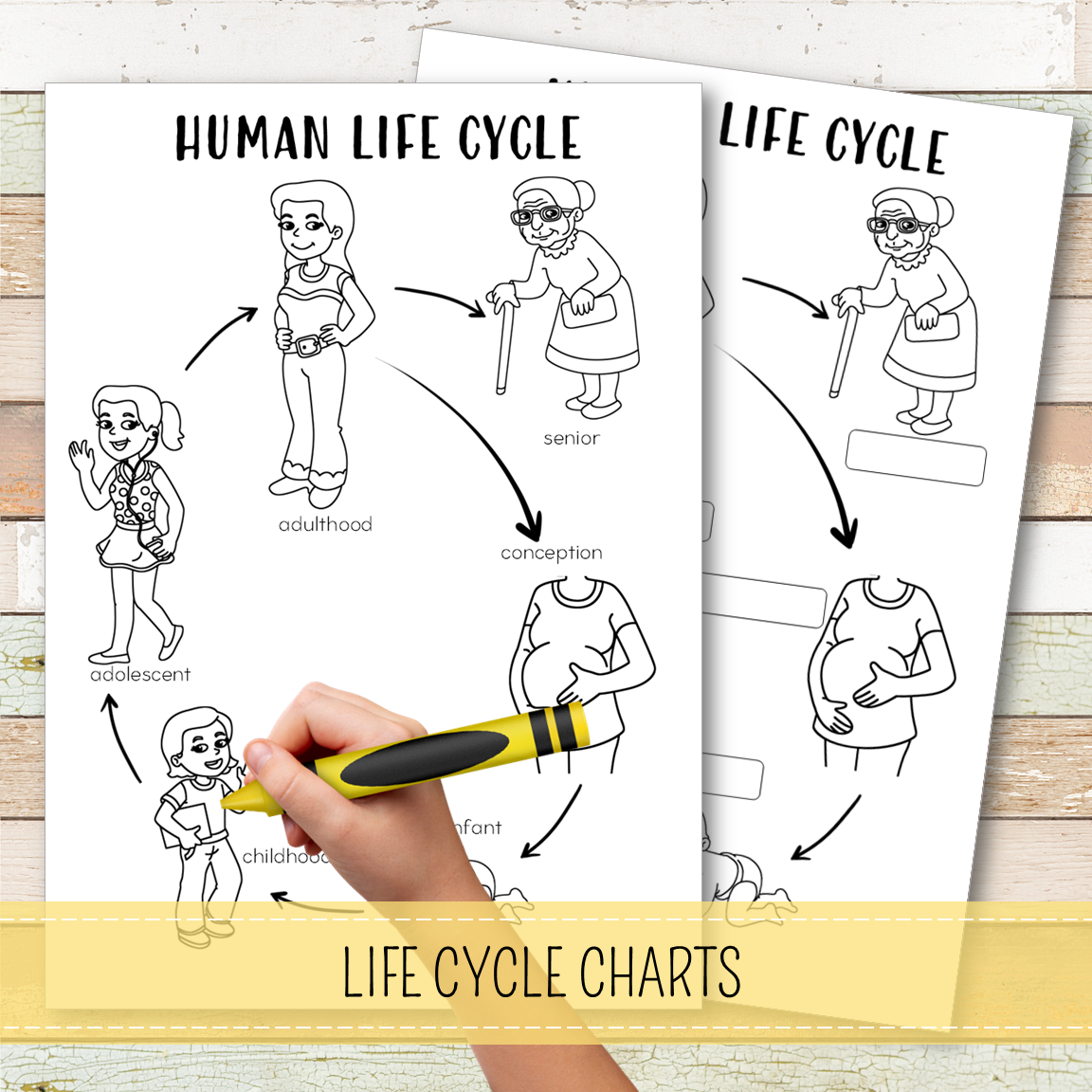 Human Female Life Cycle - Montessori Inspired