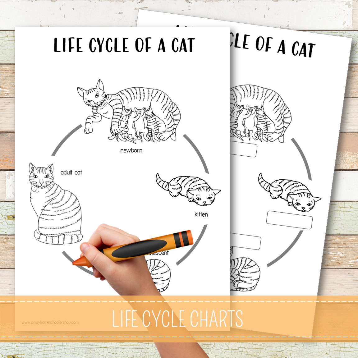 Cat Life Cycle - Montessori Inspired
