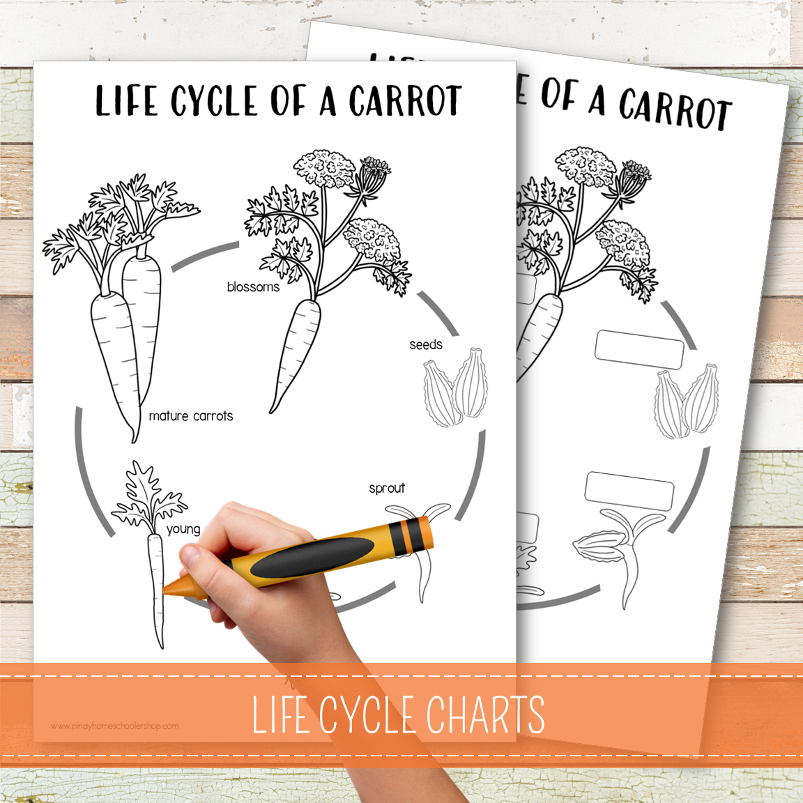 Carrot Life Cycle - Montessori Inspired