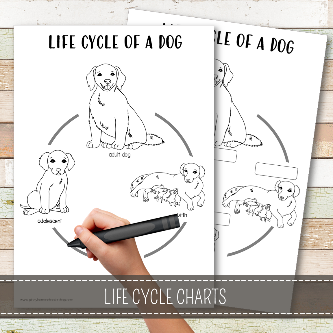 Dog Life Cycle - Montessori Inspired