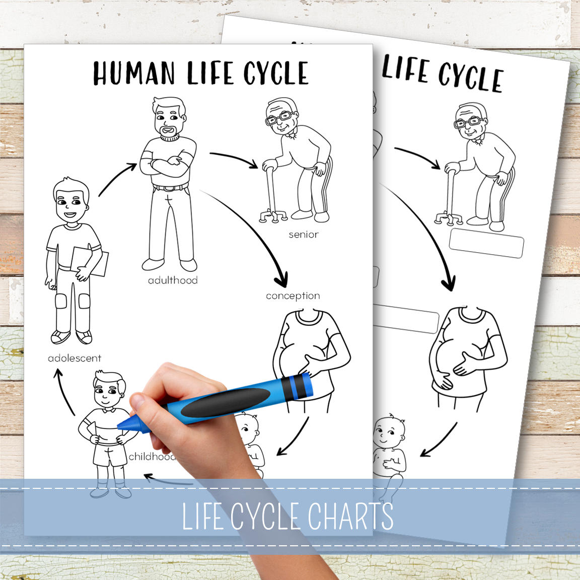 Human Male Life Cycle - Montessori Inspired