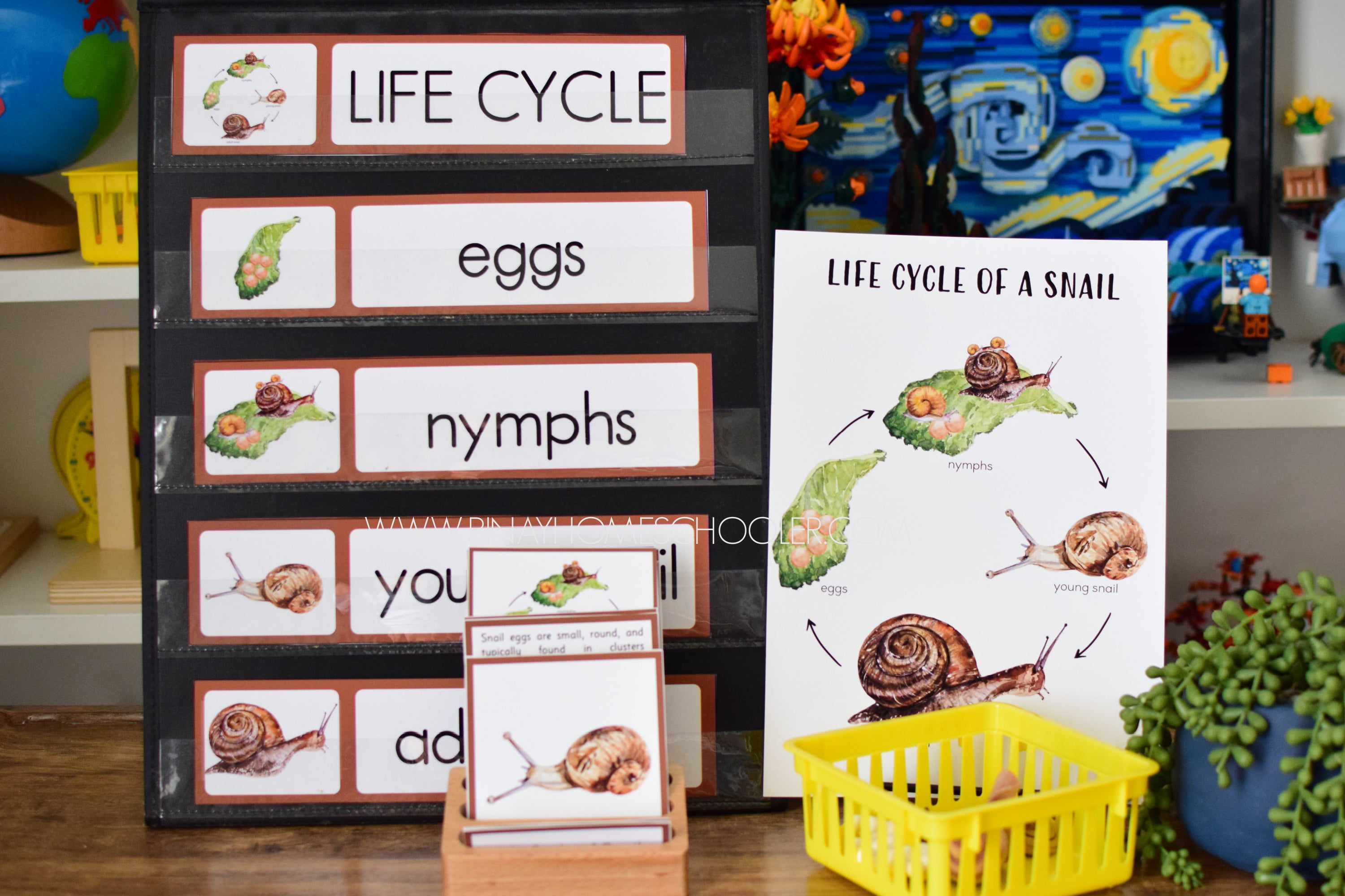 Snail Life Cycle - Montessori and Science Centers