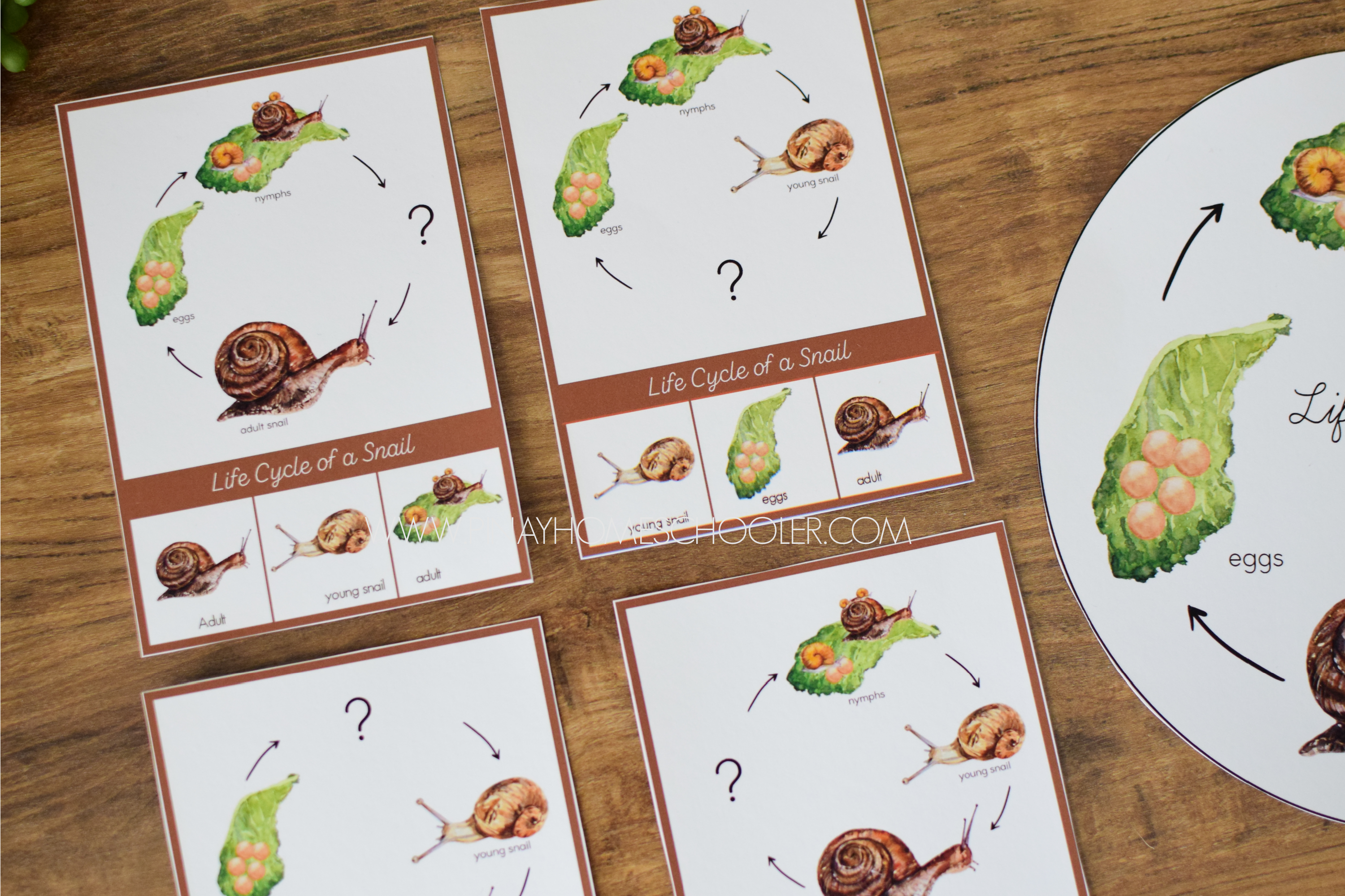 Snail Life Cycle - Montessori and Science Centers