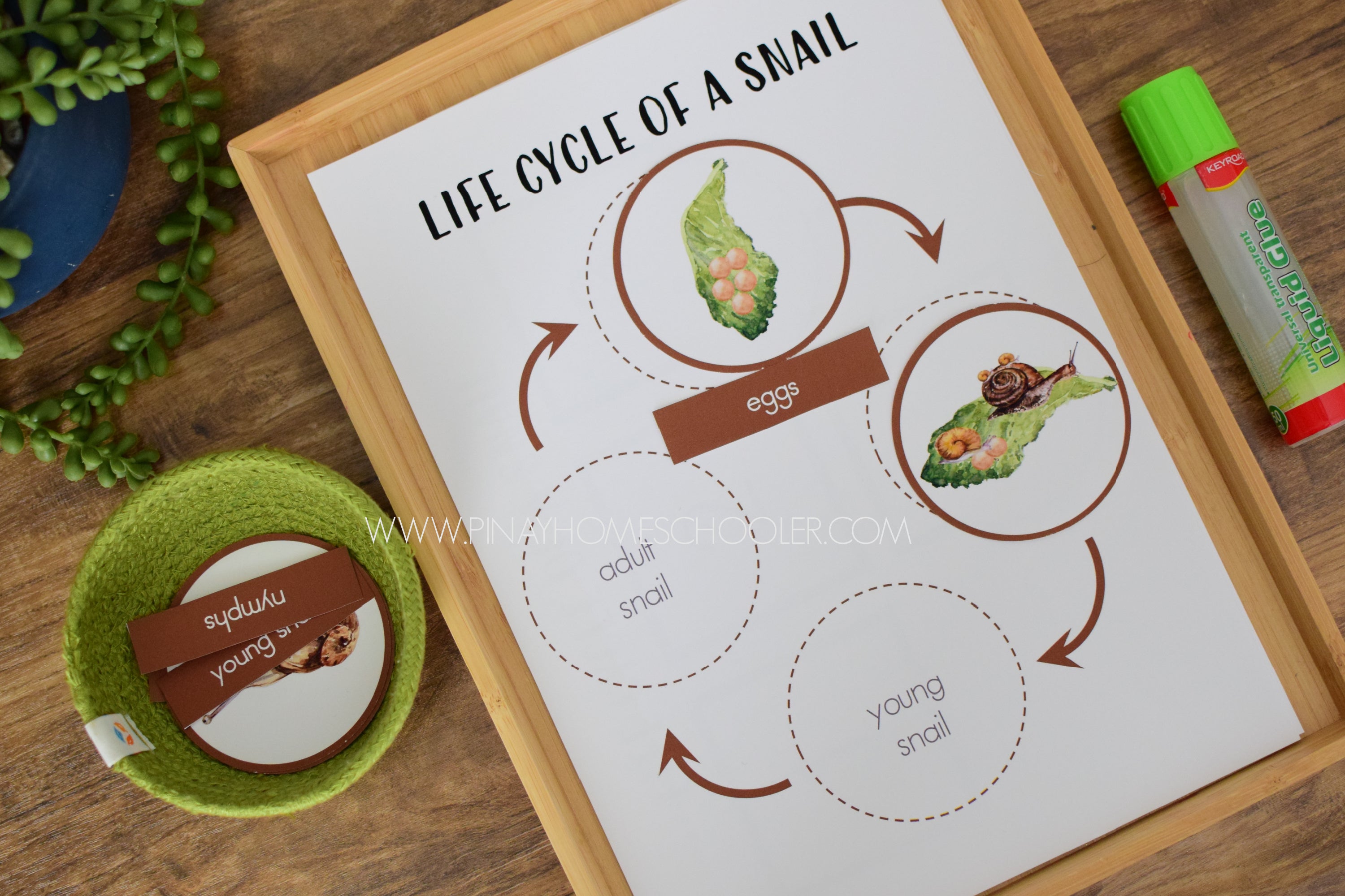 Snail Life Cycle - Montessori and Science Centers