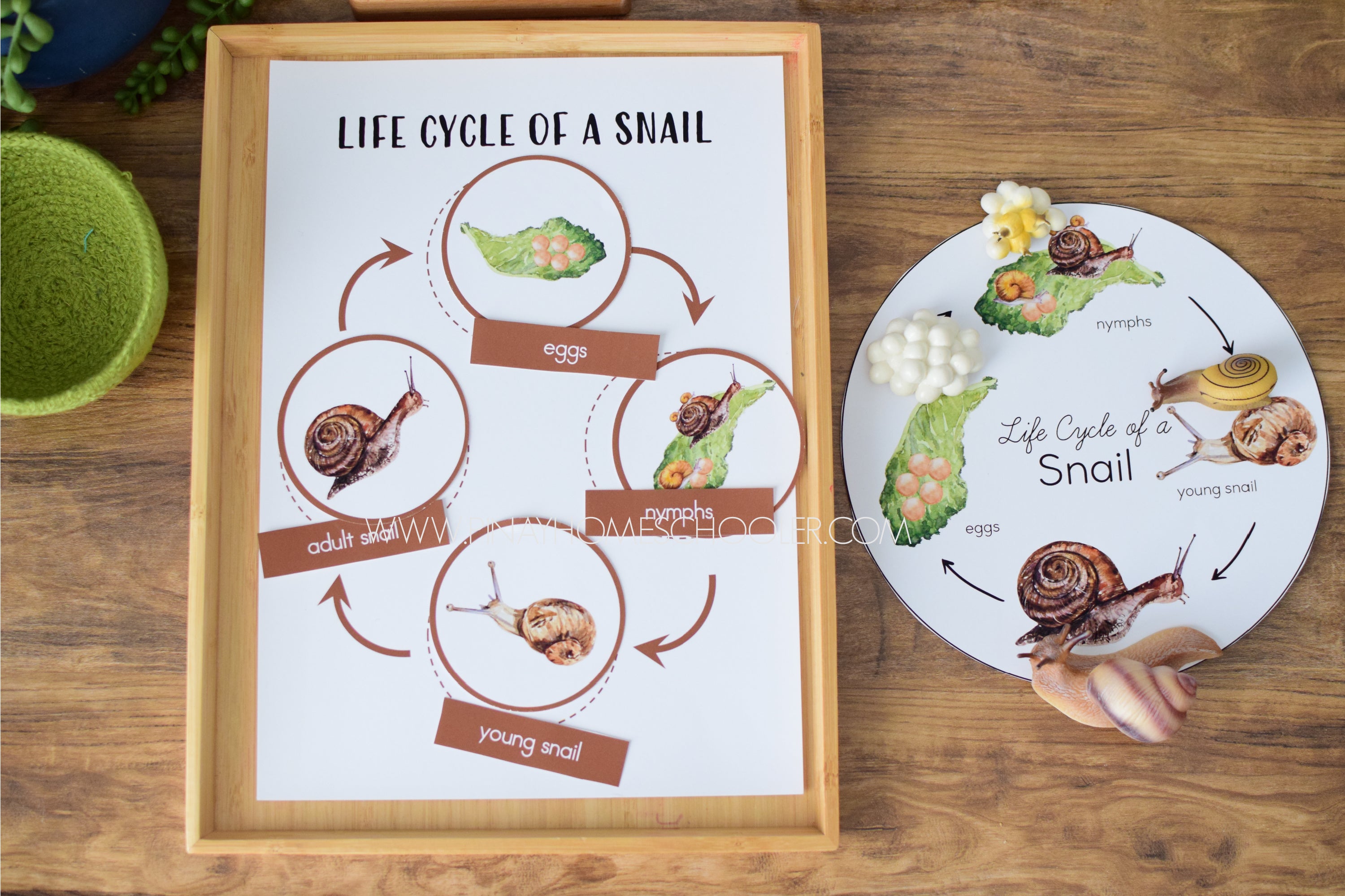 Snail Life Cycle - Montessori and Science Centers