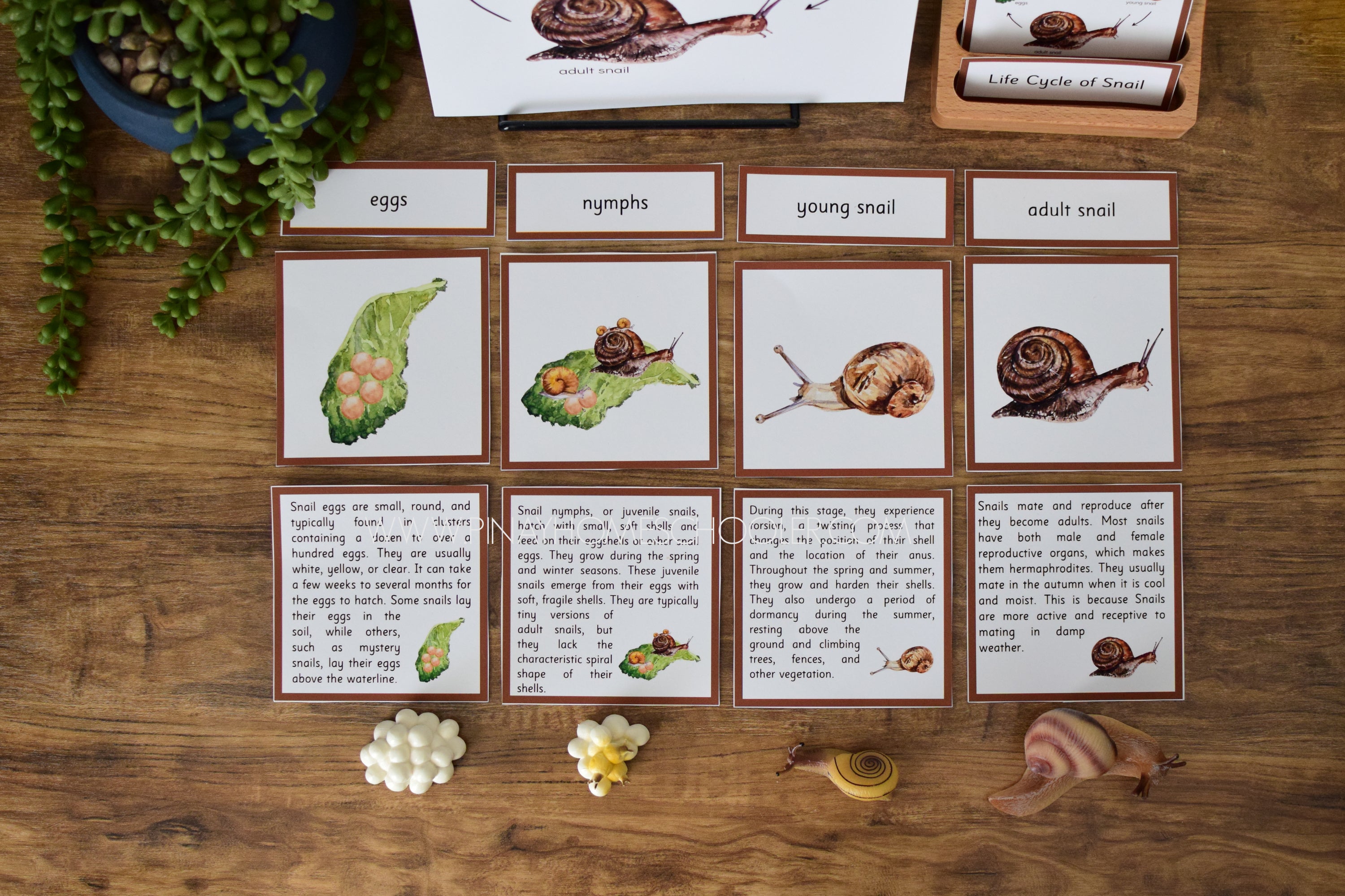Snail Life Cycle - Montessori and Science Centers