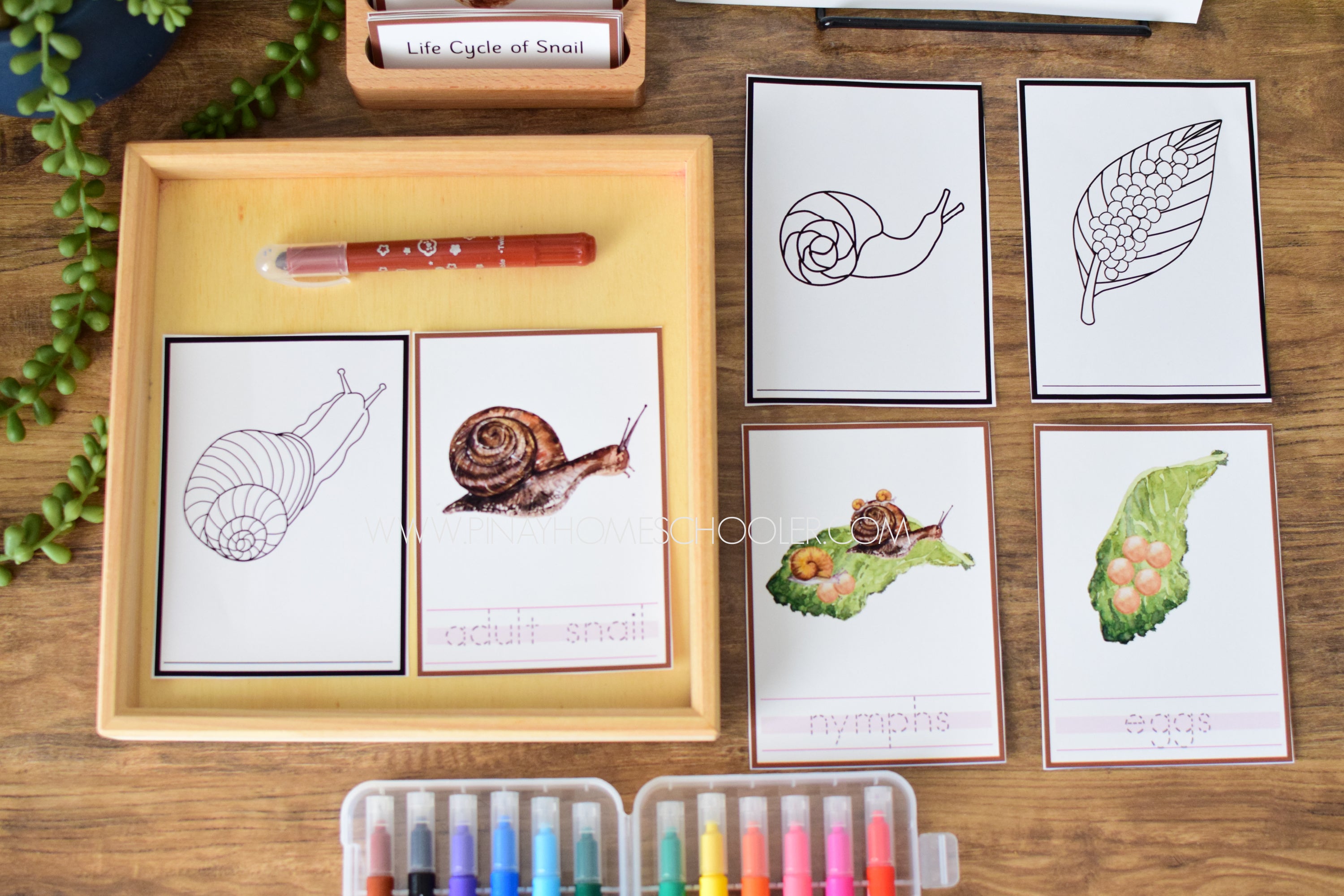 Snail Life Cycle - Montessori and Science Centers