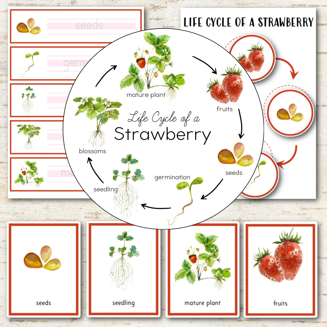 Strawberry Life Cycle - Montessori Inspired