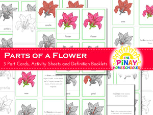Montessori Parts of a Flower