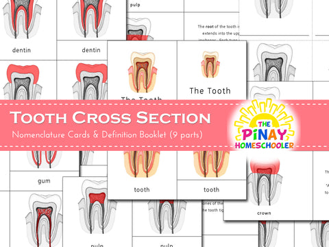 Montessori 3 Part Cards Tooth Cross Section