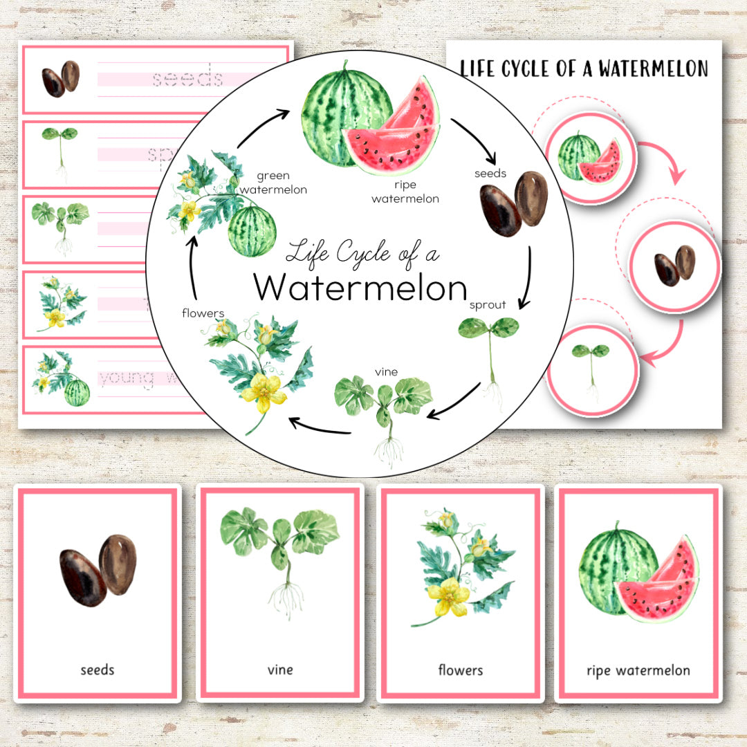 Watermelon Life Cycle Montessori Inspired