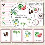 Watermelon Life Cycle Montessori Inspired