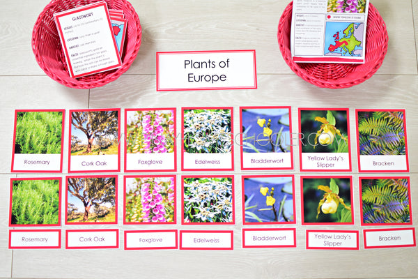 Plants of Europe Montessori 3 Part Cards