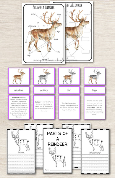 Montessori Parts of a Reindeer Learning Pack